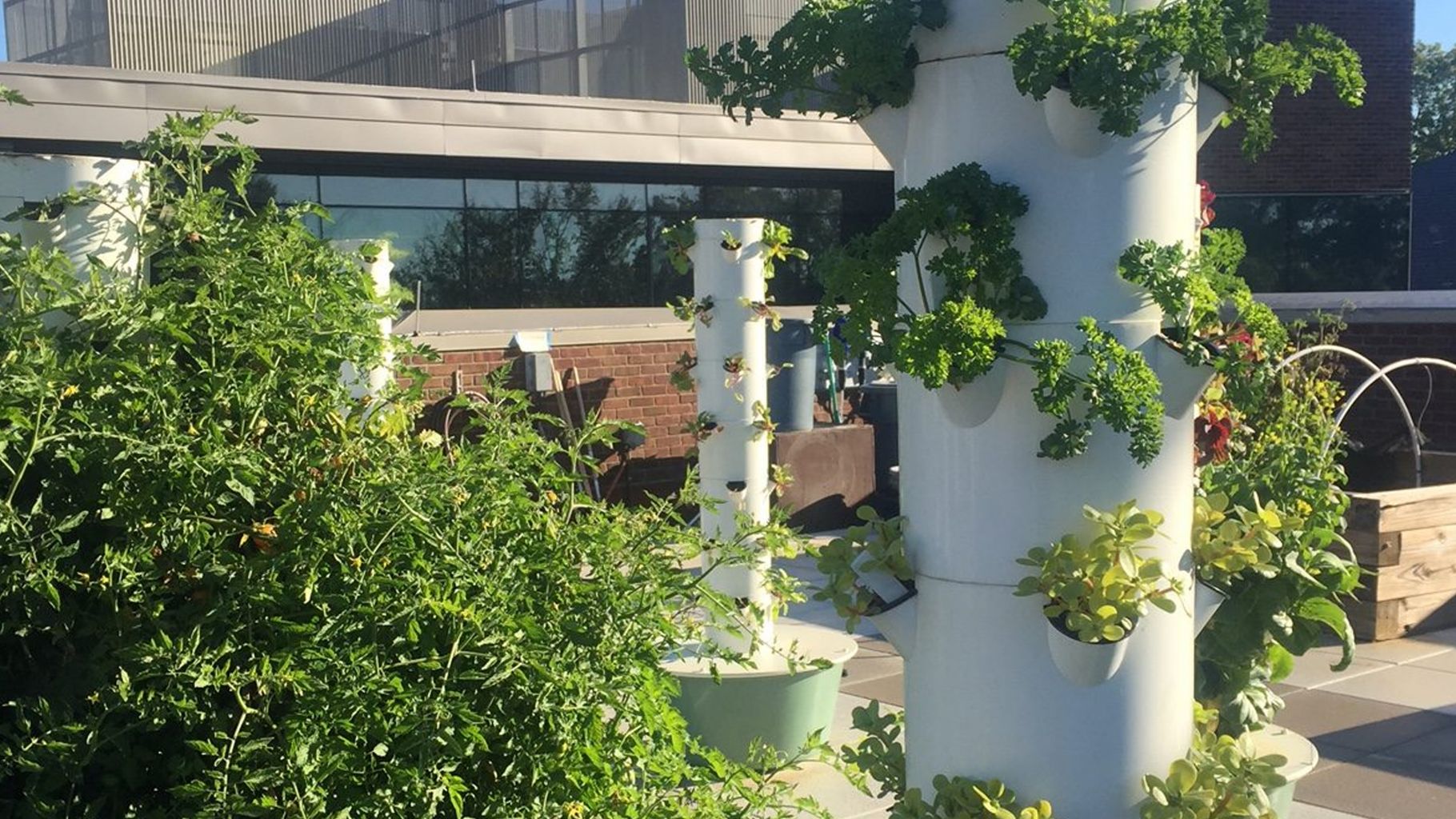 How Urban Rooftop Gardens Can Inspire Generations